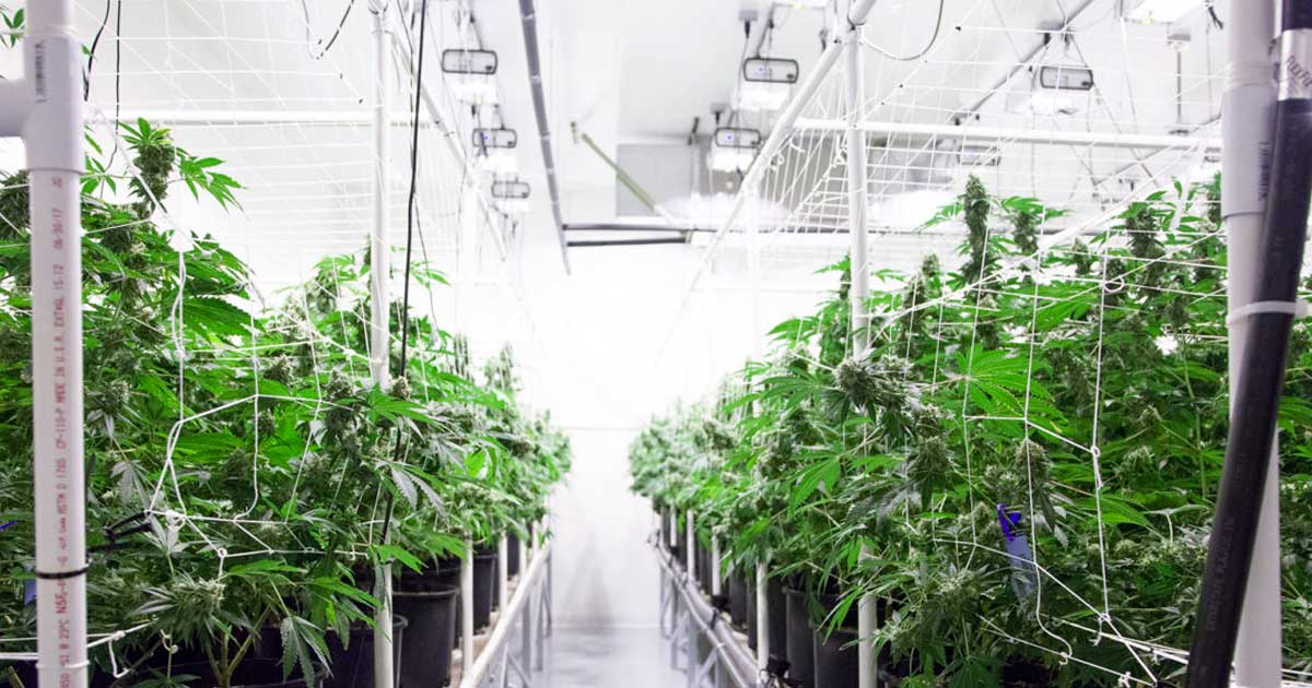 Salle blanche pour du cannabis médical