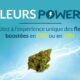 Fleurs CBD Power