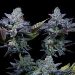 Paradise Seeds and Clever Leaves