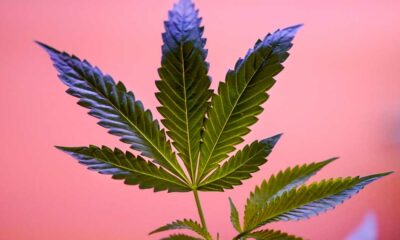 Reclassification du cannabis aux USA