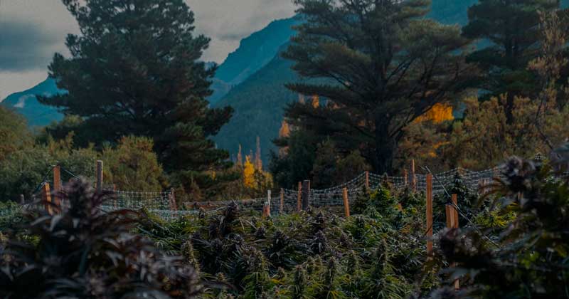 Cannabis tourism in Argentina