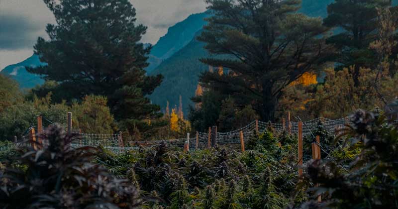 Tourisme cannabis en Argentine