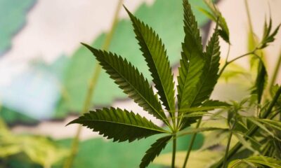 Vote sur la légalisation du cannabis en Allemagne