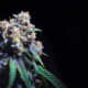 Taux de THC du cannabis en Californie