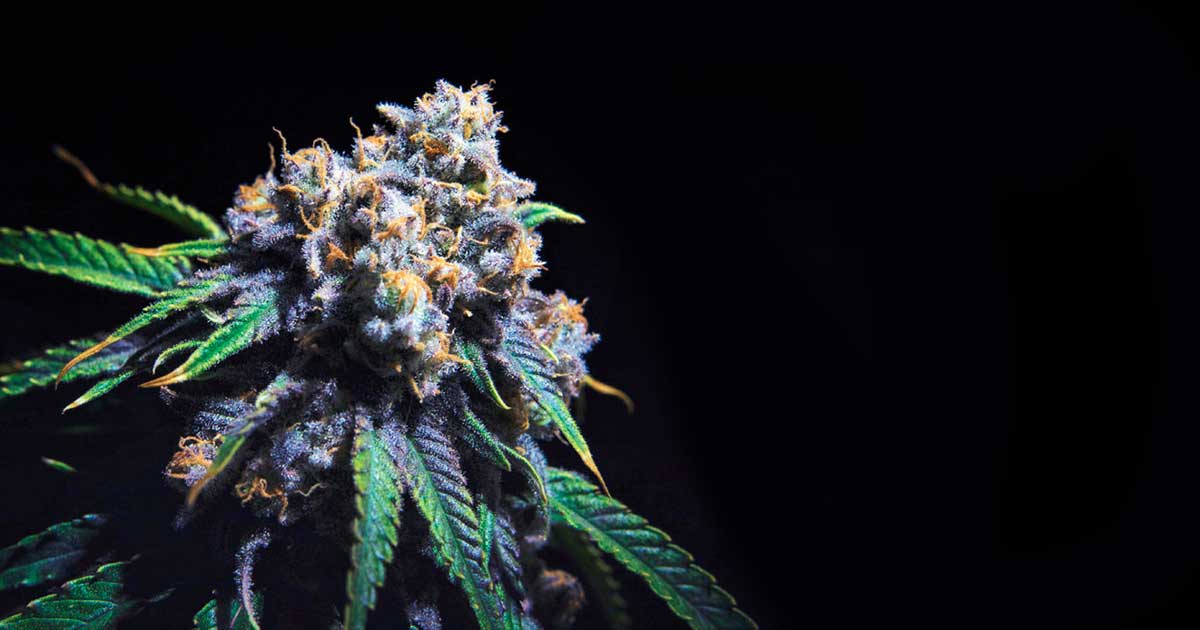 Taux de THC du cannabis en Californie