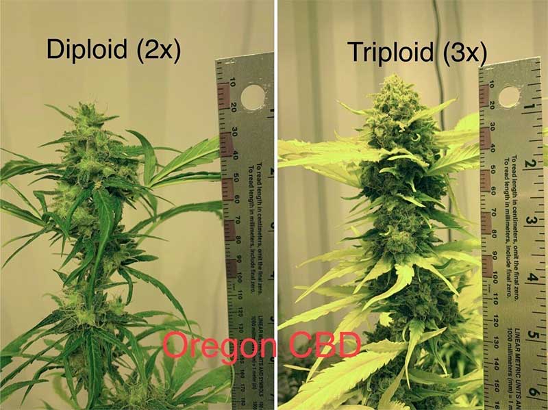 Triploïde cannabis plant productiviteit