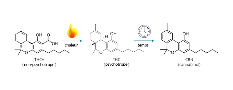 Dégradation du THCa en THC puis en CBN