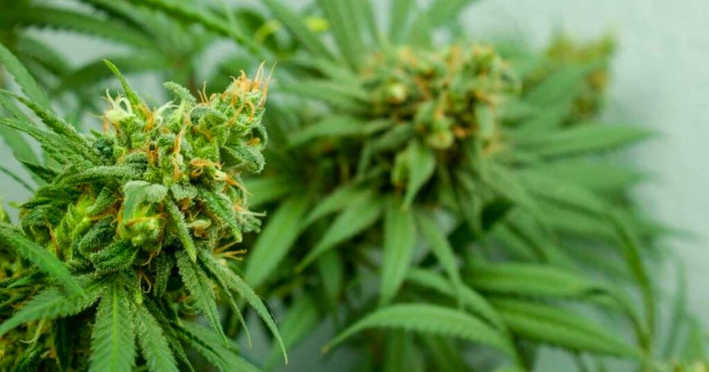 Mesure du THC et du CBD dans le cannabis
