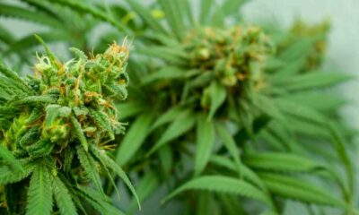 Mesure du THC et du CBD dans le cannabis