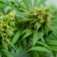 Mesure du THC et du CBD dans le cannabis