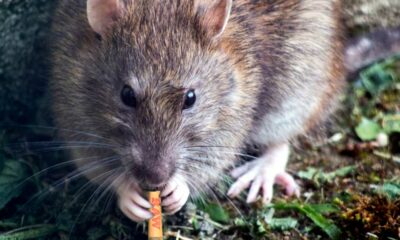 Rat mange du cannabis