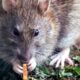 Rat mange du cannabis