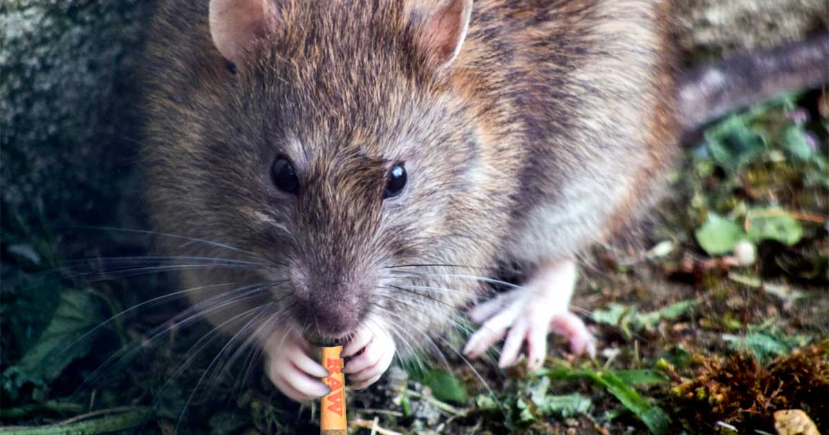 Rat mange du cannabis