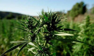Récolte de cannabis au Maroc