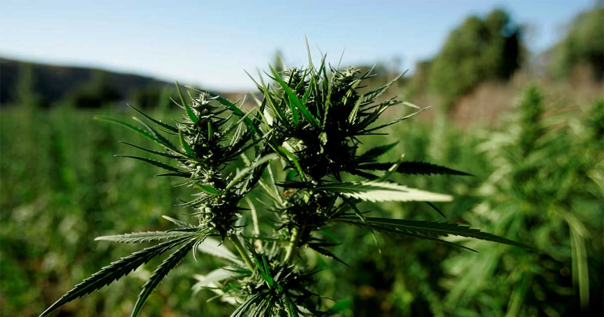 Récolte de cannabis au Maroc