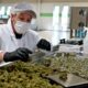 Emplois du cannabis au Etats-Unis en 2024