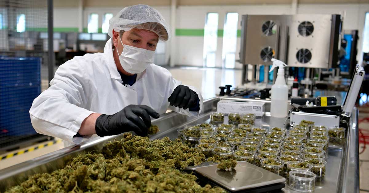 Emplois du cannabis au Etats-Unis en 2024