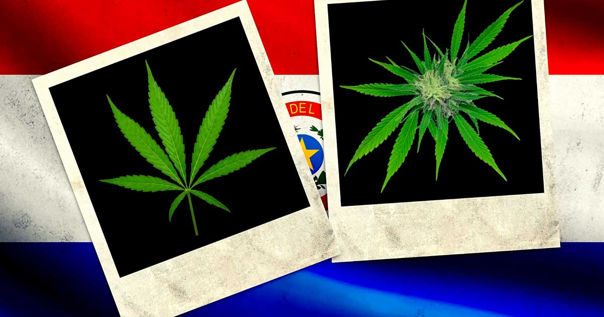 Cannabis au Paraguay