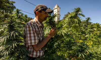 Production de cannabis légal au Maroc