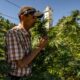 Production de cannabis légal au Maroc