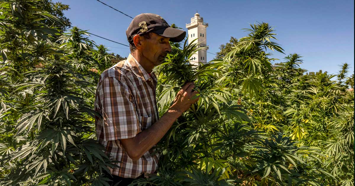 Production de cannabis légal au Maroc