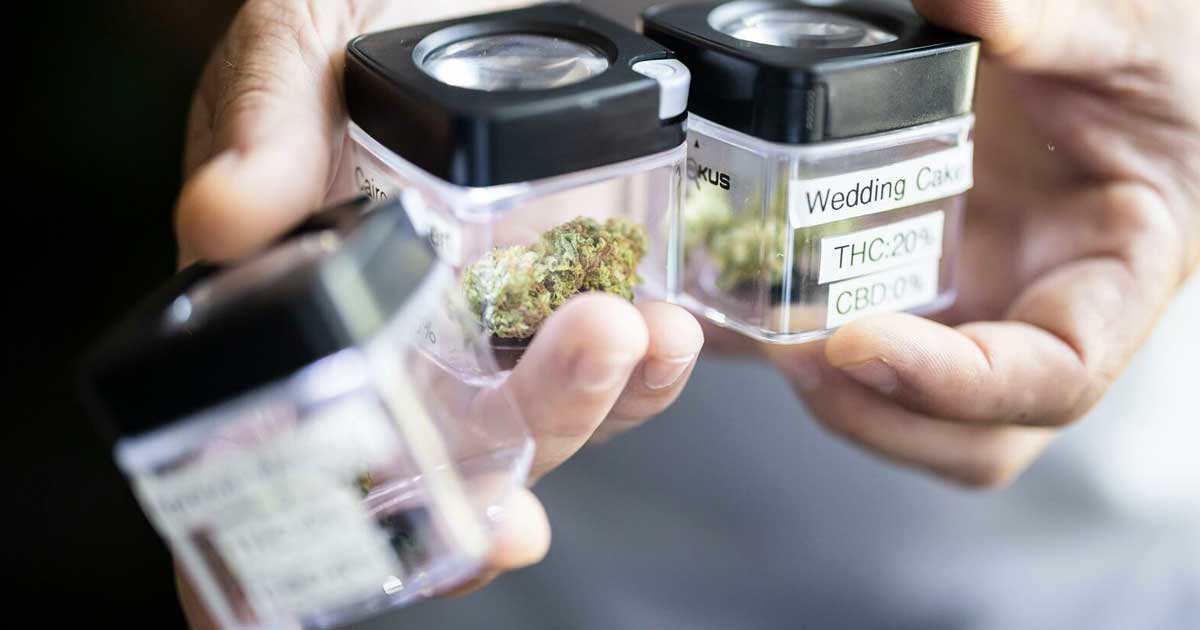 Premières données du cannabis légal Züri Can