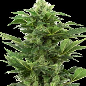 Graines de Afghan Pearl CBD à Autofloraison