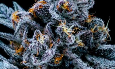 Taux de THC du cannabis illégal aux Etats-Unis