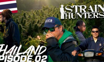 Strain Hunters en Thaïlande