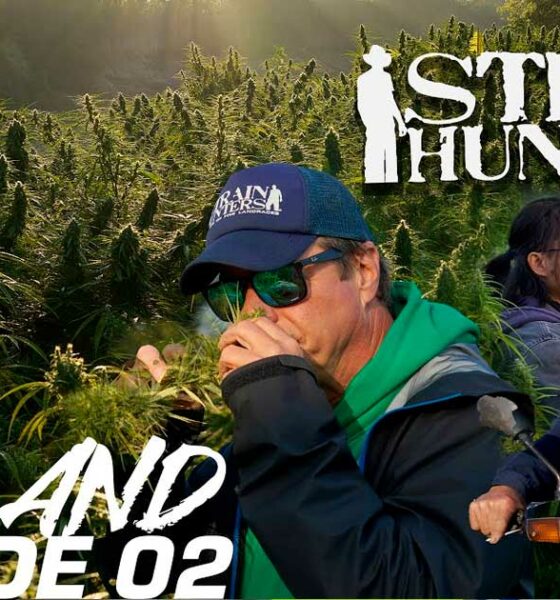 Strain Hunters en Thaïlande