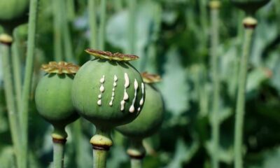 Opium et champignons en Thaïlande