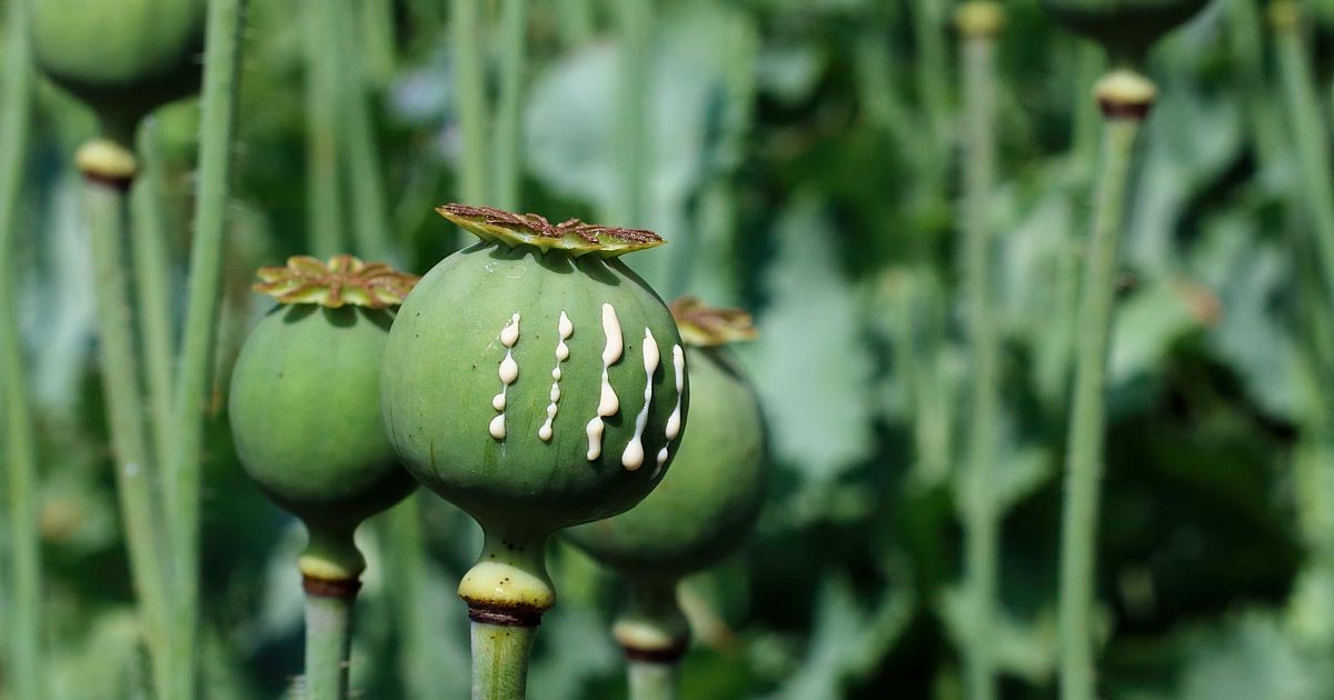 Opium et champignons en Thaïlande