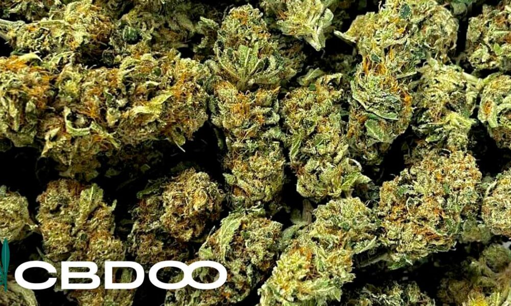 Fleur CBD GMP
