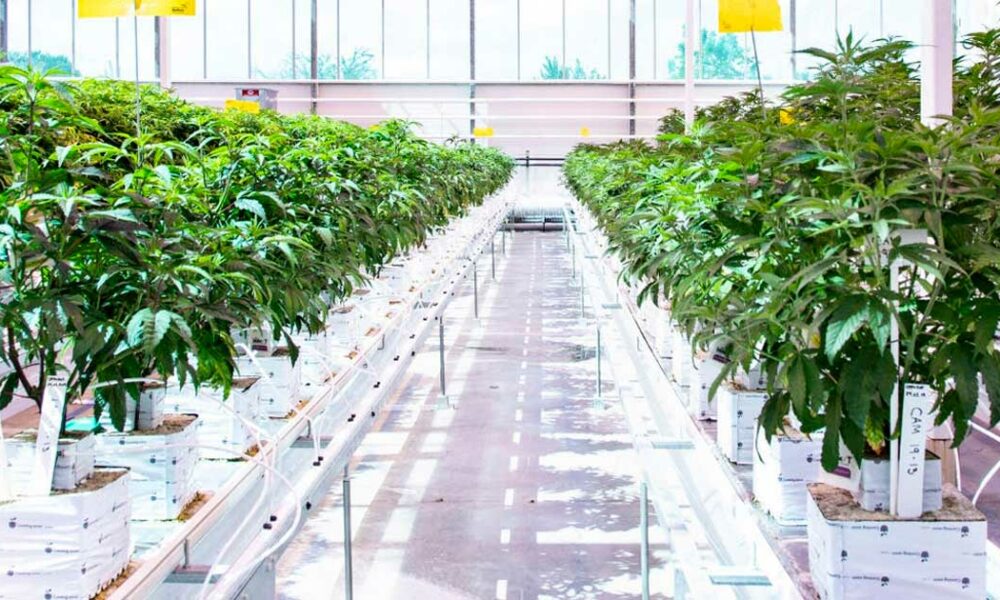 Nach Tilray erhält auch Aurora eine neue Cannabis-Produktionslizenz in Deutschland