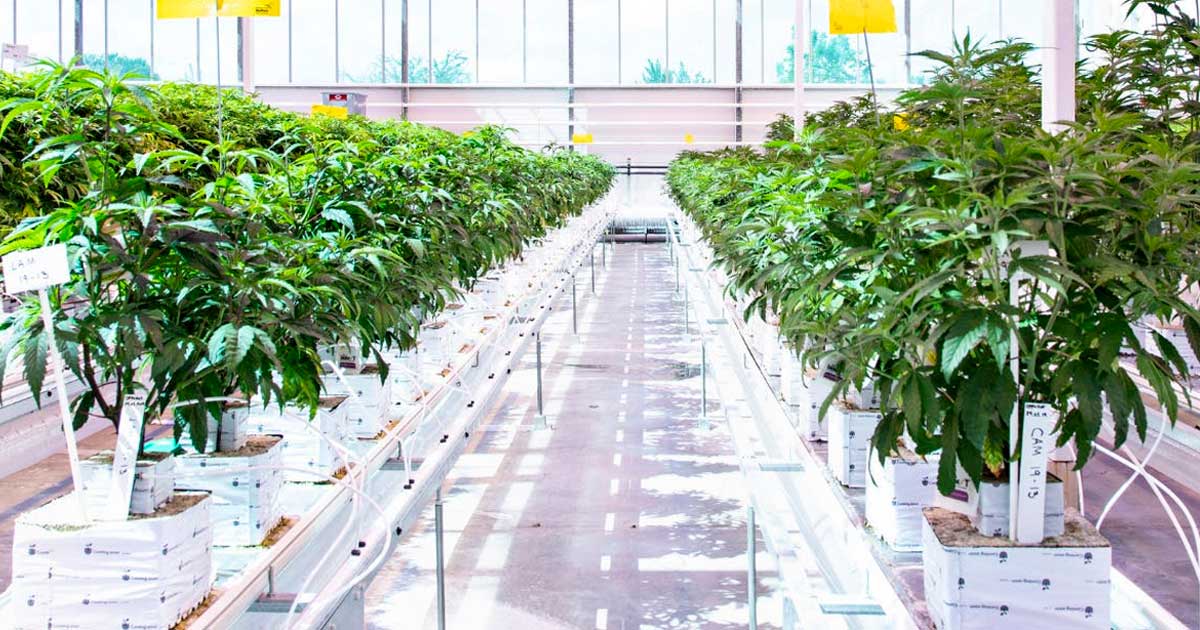 Aurora Cannabis Allemagne