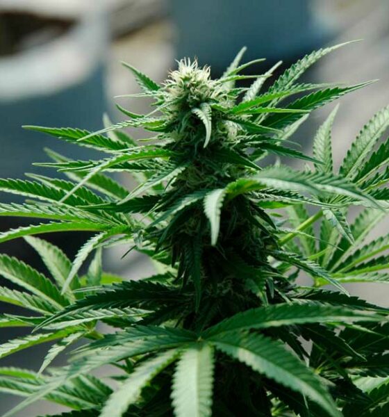 Culture de cannabis médical en Argentine
