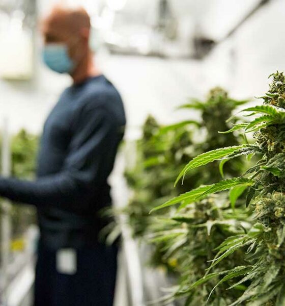 Industrie du cannabis au Canada et participation au PIB