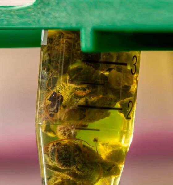 Etude sur le CBD et l'épilepsie au Maroc
