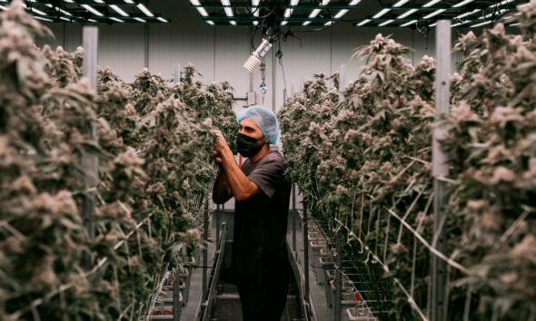 Fleurs de cannabis médical à vaporiser en France
