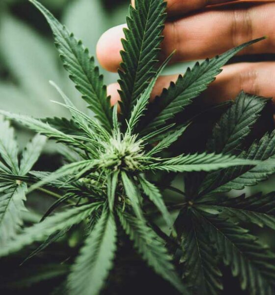 Etudes sur le cancer et le cannabis