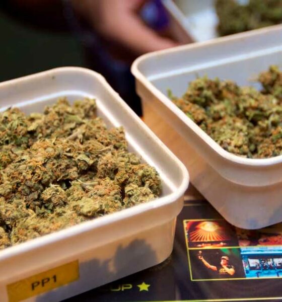 Expérimentation du cannabis légal aux Pays-Bas