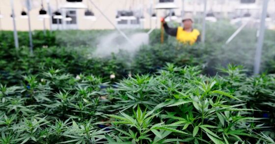 L’industrie du cannabis devrait injecter plus de 123 milliards $ dans l’économie américaine en 2025