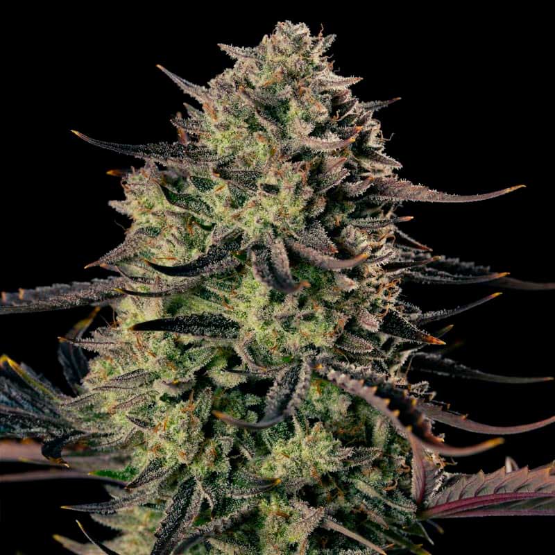 La Alien Gas XXL Auto