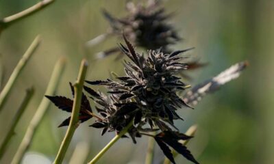 Imports de cannabis médical en Australie