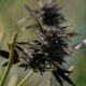 Imports de cannabis médical en Australie