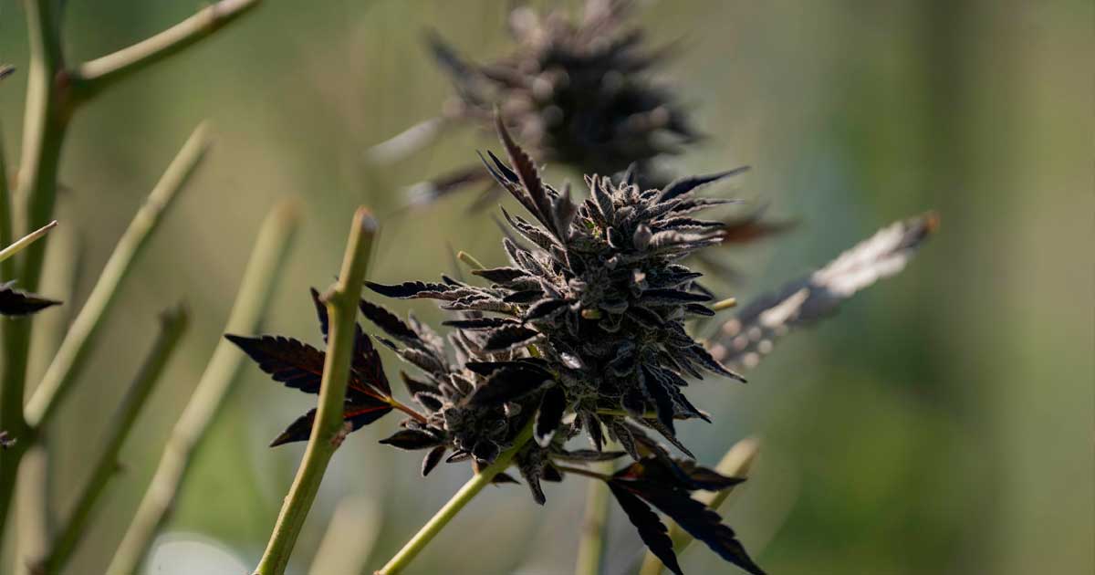 Imports de cannabis médical en Australie