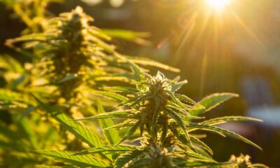 Autoculture de cannabis en Espagne