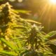 Autoculture de cannabis en Espagne