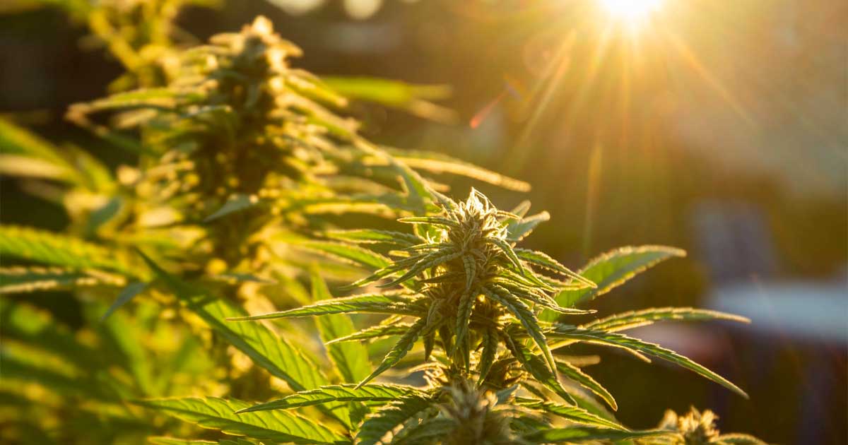 Autoculture de cannabis en Espagne