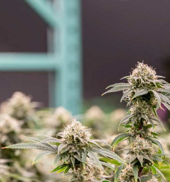 Cannabielsoxa